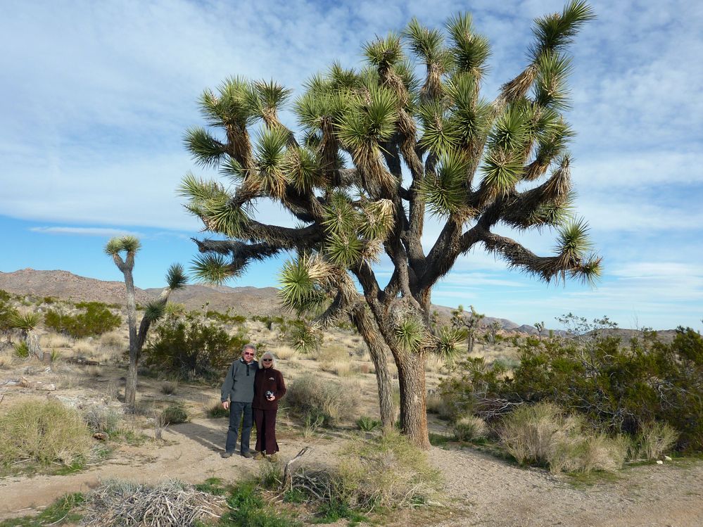 joshua tree national park (8).JPG